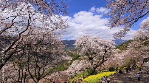 高知県のひょうたん桜公園　タイムラプス