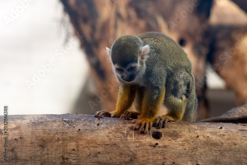 Canvas Print A common squirrel monkey clings to a tree trunk at Shanghai Zoo, its expressive