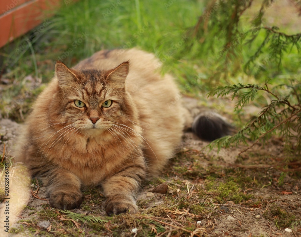 Obraz premium Siberian cat resting in garden shade