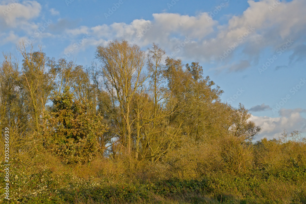 Fototapeta premium sunny autumn trees in Vinderhoutse bossen nature reserve, Ghent, Flanders, Belgium 