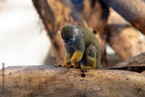 Canvas Print A common squirrel monkey clings to a tree trunk at Shanghai Zoo, its expressive