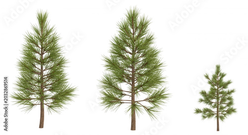 Three isolated pine trees of varying sizes with green needles and brown trunks, set against a solid black background, for easy compositing