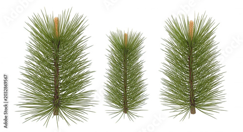 Three isolated pine tree branches with green needles and light brown buds, arranged vertically against a solid black background