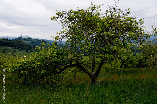 Apple tree growing in green rural landscape
