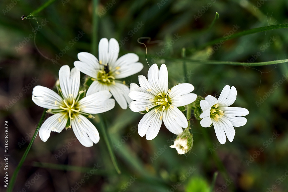 Obraz premium Detail of blooming white hornwort flowers in a spring garden