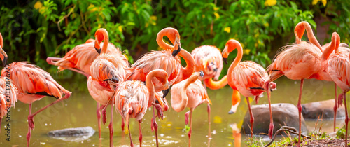 Pink flamingos stroll along the coast. A flock of wild birds. A romantic concept, a tender, loving backdrop. Beautiful nature, a world of wild animals.
