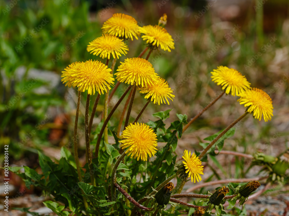 Obraz premium Taraxacum officinale , or Dandelion officinalis , or Dandelion chemistus , or Dandelion common ( Latin- Taraxacum officinale ) is the most famous species of the genus Dandelion 