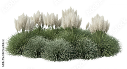 Cluster of white pampas grass plumes with dense green foliage isolated on a black background, botanical garden plant