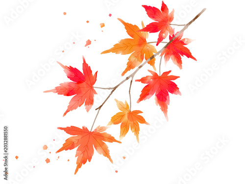 Watercolor-style illustration of a maple branch with autumn leaves.