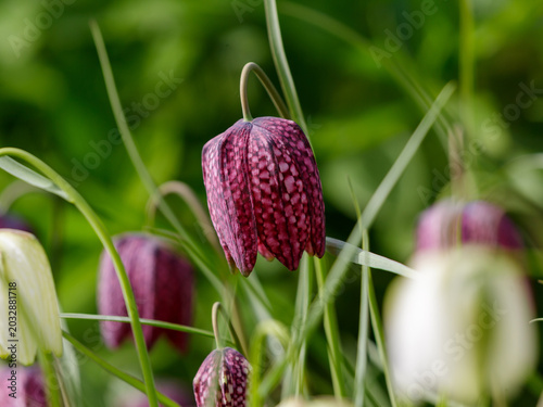 Fotografía Fritillaria melegris ( Latin- Fritillaria melegris ) is a perennial herbaceous p