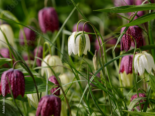 Fritillaria melegris is bulbous plant.  Fritillaria melegris is a perennial herbaceous plant; the type species of the genus Fritillaria of the family Liliaceae. Spring flowers. Spring garden.