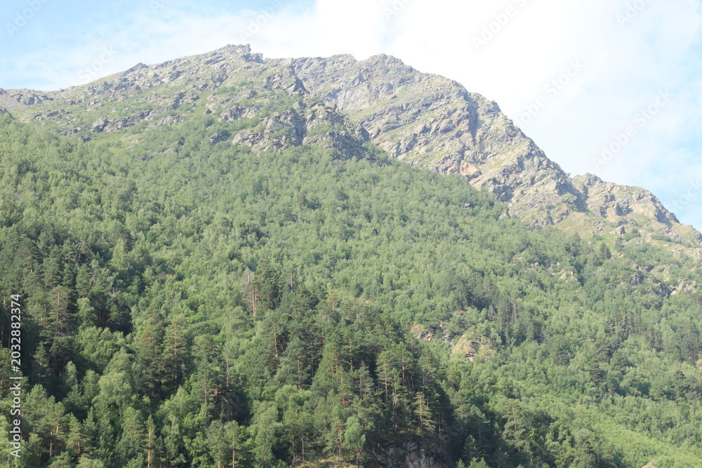 Obraz premium forest in the mountains