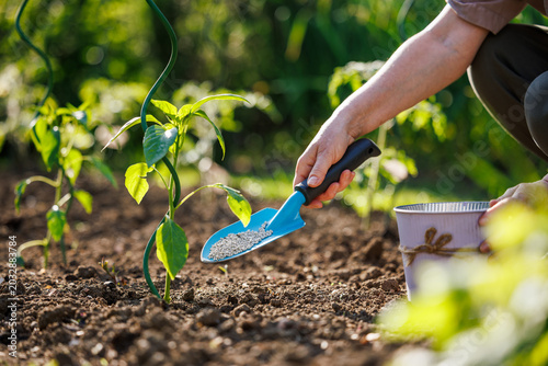 Foto Gardener fertilizing vegetable seedling in soil using trowel