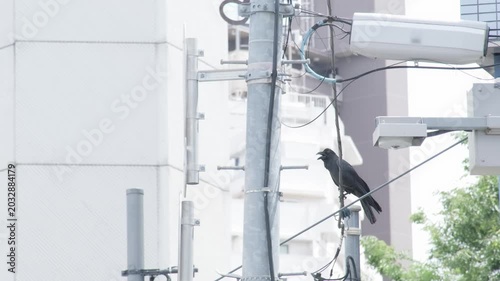 東京の街中で佇むカラス