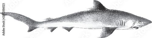 Fotografie Detailed Halftone shark illustration collection featuring realistic marine predator sketches, ocean wildlife species drawings and aquatic animal anatomy set