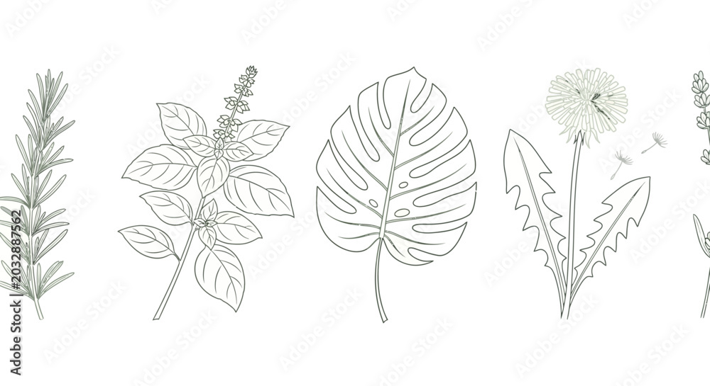 Fototapeta premium collection of illustrative herbs and plants including rosemary basil monstera dandelion and lavender