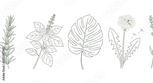 collection of illustrative herbs and plants including rosemary basil monstera dandelion and lavender