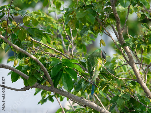 bird on a branch