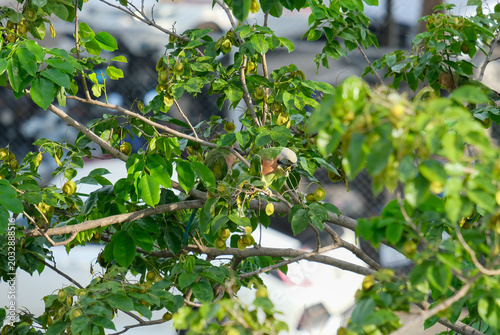 branch of a tree