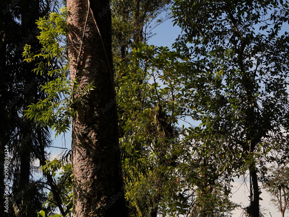 Fototapeta premium Tropical rainforest trees standing tall in the bright morning sunlight showing lush green foliage and textured bark in nature
