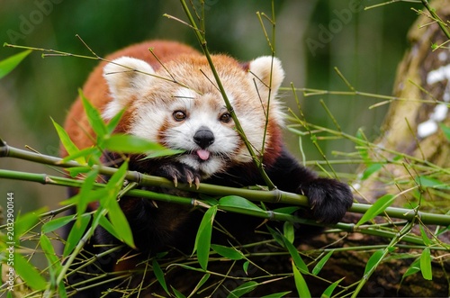 Canvastavla Close-up of a red panda gnawing on bamboo leaves