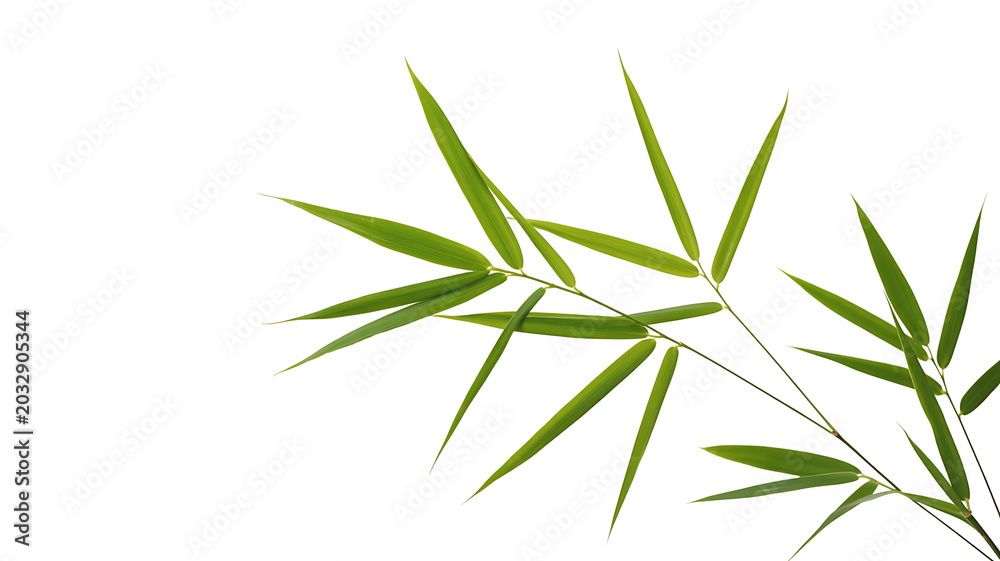 Naklejka premium Elegant and fresh green bamboo leaves on a pristine white background, showcasing natural simplicity and renewal