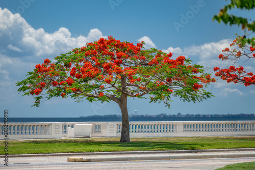 Konstfotografi Tampa, FL bayshore boulevard