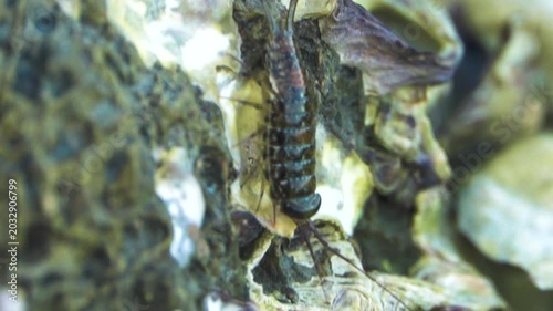Ligia wood louse in a litter of leaves in a mountain forest in Thailand