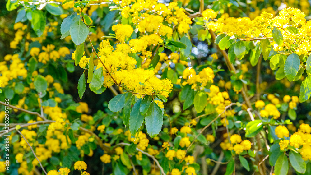 Obraz premium Bright yellow flowers bloom on branches in a garden during springtime in a sunny location