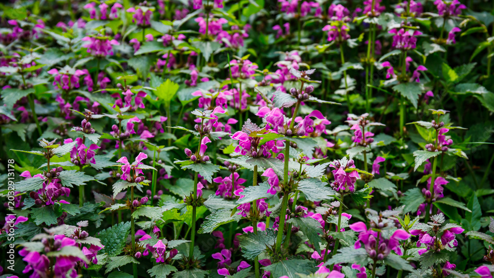 Obraz premium Wildflowers bloom in a green area during spring near a forest