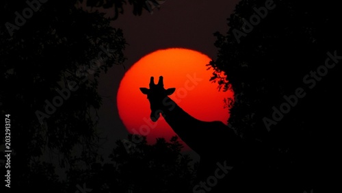 Canvas Print A silhouette of a giraffe against the setting sun's glow