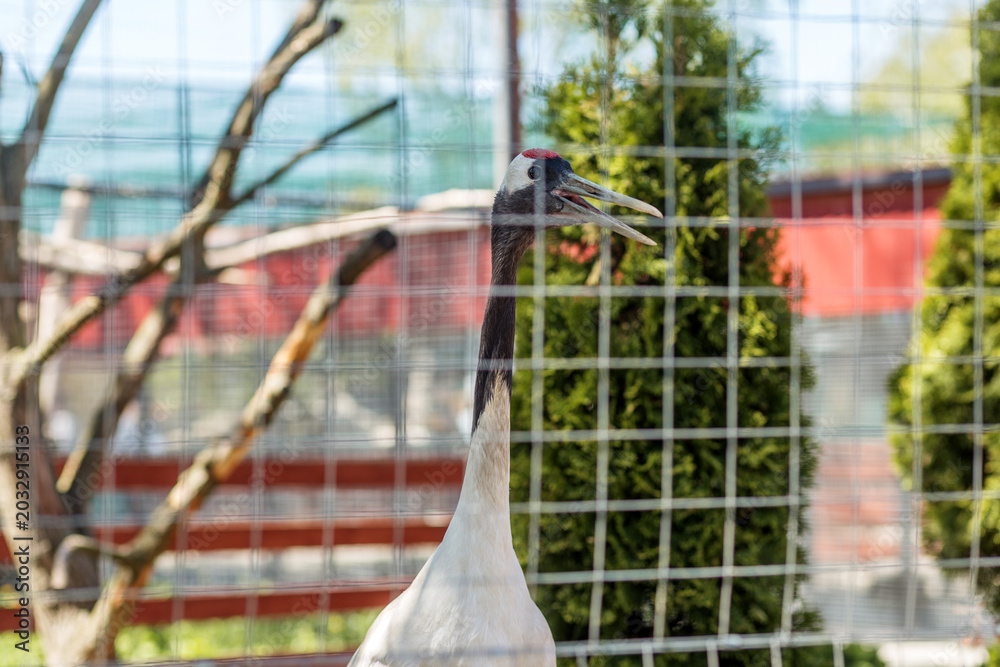 Fototapeta premium Crane Bird Behind Zoo Fence Outdoors