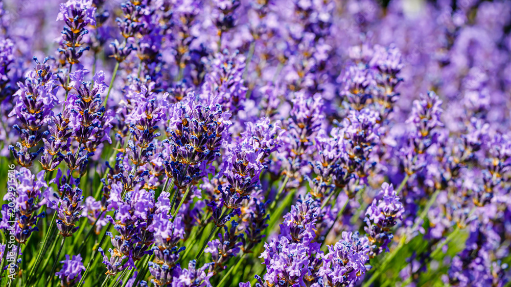 Obraz premium Lavender plants bloom in a garden under sunlight during the summer season near a walking path filled with visitors