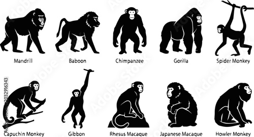 Photography Generate a realistic kinds of deferent Monkey vector art  silhouette with white background