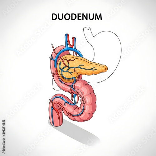 Medical diagram of the human duodenum anatomy.