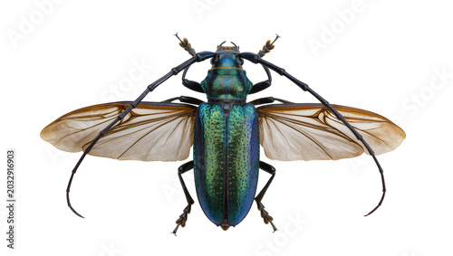 Photos Iridescent green longhorn beetle with spread wings