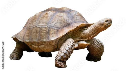 Fotografija Sulcata tortoise reptile with textured shell and scaly legs