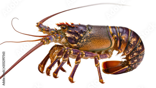 Tableau sur toile Spiny Lobster Crustacean Seafood Delicacy