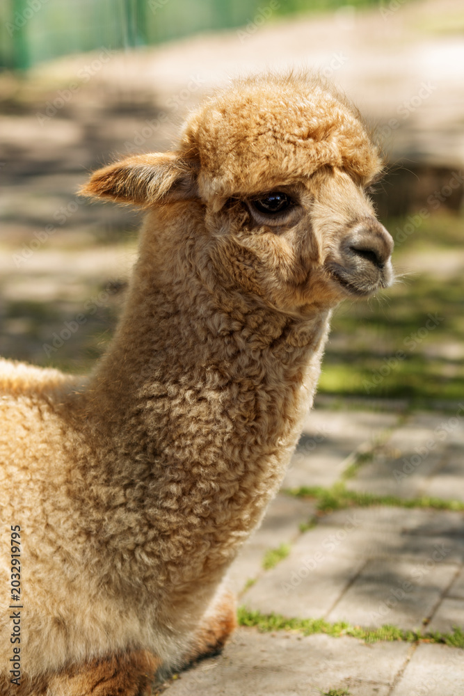 Fototapeta premium Fluffy Alpaca Sitting In Sunny Farmyard