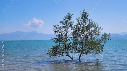 Mangroves, Herritiera, xylocarpus, rhizophore trees on the coast of the Andaman Sea. Thailand