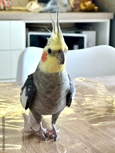 Foto Cockatiel parrot standing on wooden table surface looking curiously at camera