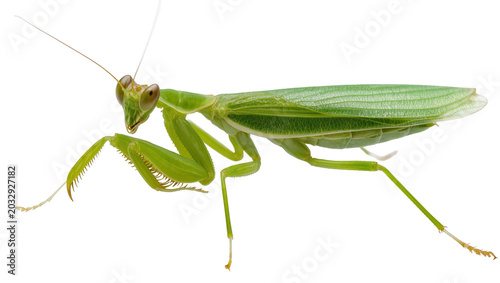 Fotografija Green praying mantis insect with long antennae and spiky forelegs