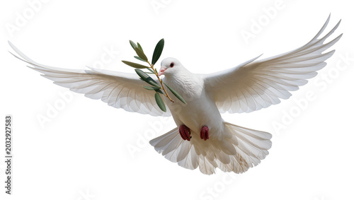 Fotografie White dove bird flying with olive branch in beak