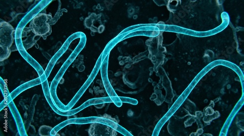 Bild auf Leinwand Microscopic view of ebola virus particles