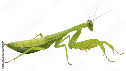 Fotografía Green praying mantis insect with long body and spiky forelegs