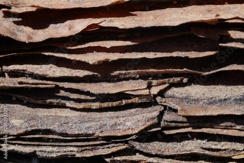 pine bark texture