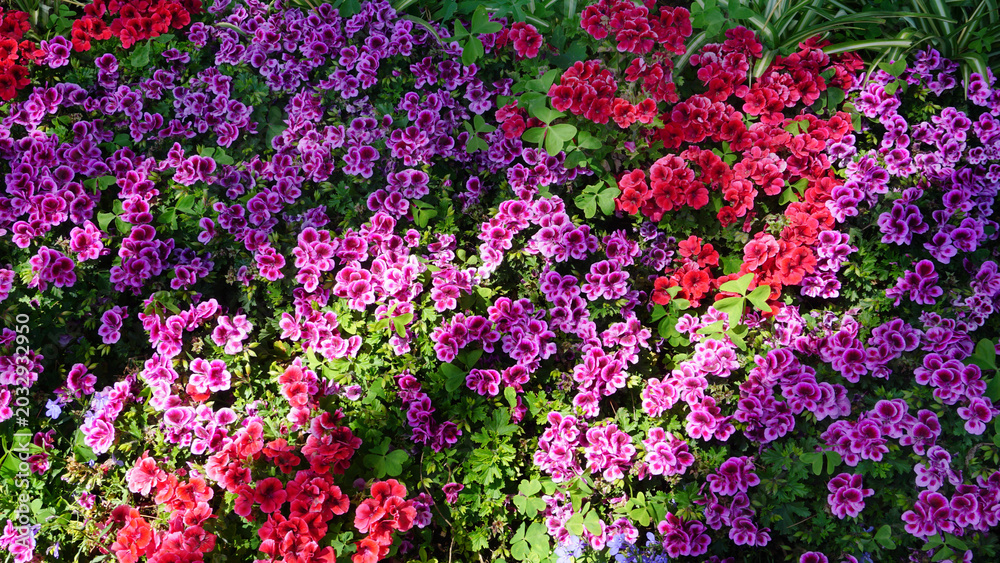Fototapeta premium Pelargonium grandiflorum. The Red Geranium is a species of plant in the genus Pelargonium.