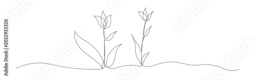 continues line art minimalist style two delicate tulip botanical floral sketches.