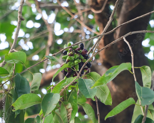 A detailed botanical shot of Java Plum (Syzygium cumini) showing a cluster of fruits in various stages of ripeness, from young green to mature dark purple, against a lush foliage background.