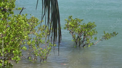 Mangroves, rhizophore trees on the coast of the Andaman Sea. Thailand